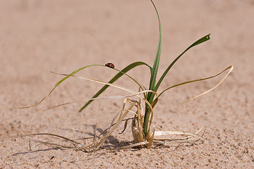 Image showing grass , sand and ladybug