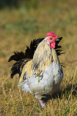 Image showing chicken