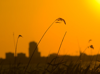 Image showing urban sunset