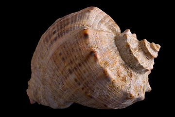 Image showing conch shell 