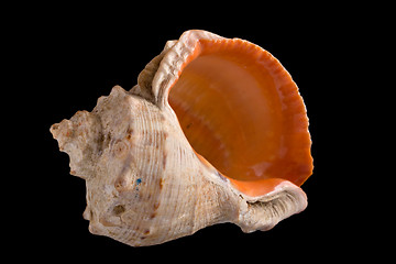 Image showing conch shell