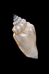 Image showing conch shell