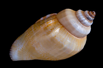 Image showing conch shell