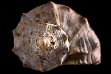 Image showing conch shell 