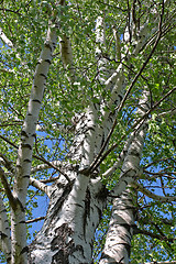 Image showing Sky and birch