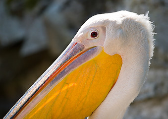 Image showing pelican head