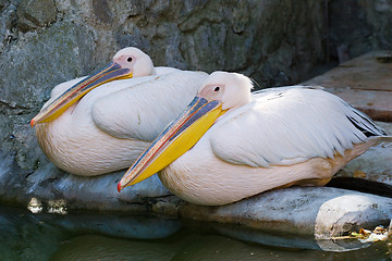 Image showing two pelicans