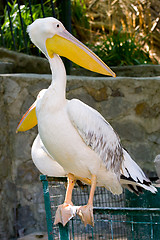 Image showing white pelican