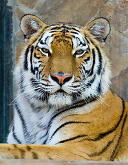 Image showing tiger