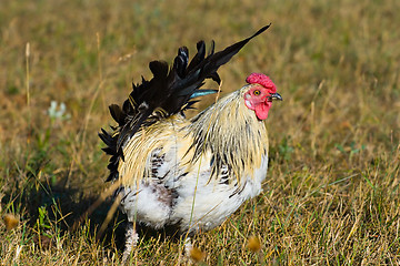 Image showing chicken