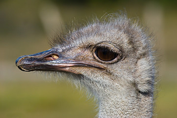 Image showing ostrich