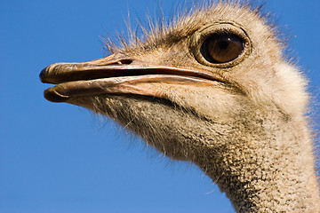 Image showing ostrich