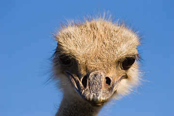 Image showing ostrich