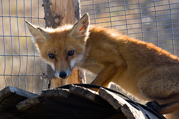 Image showing red fox