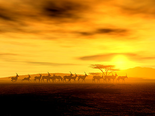 Image showing African Spirit - The Walking Tour of African Antelopes