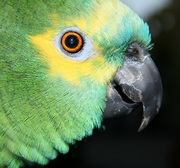 Image showing beautiful blue fronted amazon, male