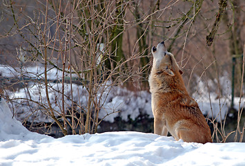 Image showing Howling Wolf