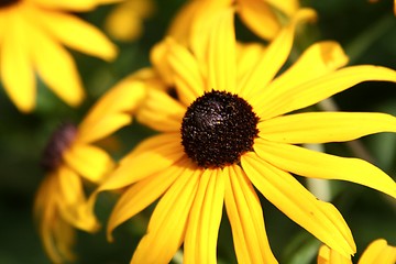 Image showing bright yellow coneflower