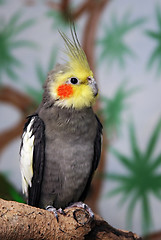 Image showing Cockatiel, male