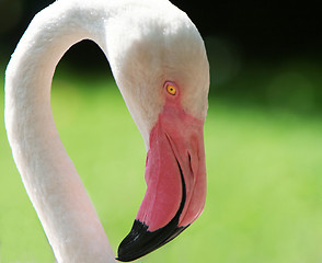 Image showing flamingo portrait, close up