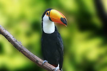 Image showing Beautiful Tucan