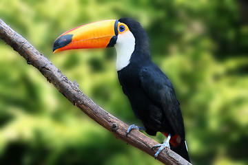 Image showing Beautiful Tucan