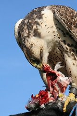 Image showing Sakerfalcon with bag