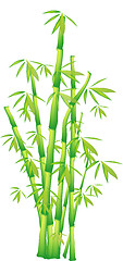 Image showing Bamboo