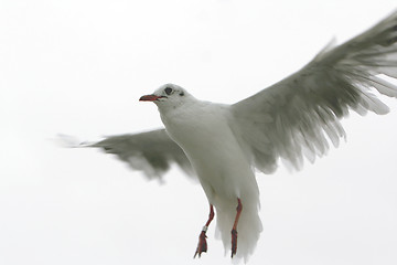 Image showing Landing Seagull