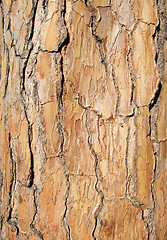 Image showing bark of tree