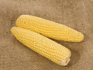 Image showing Corn