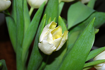 Image showing Flower