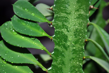 Image showing Green Leaves