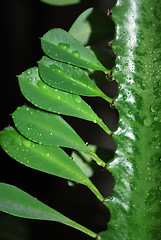 Image showing Green Leaves