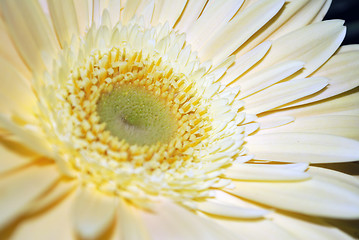 Image showing White Flower