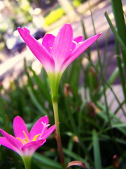 Image showing Pink flower