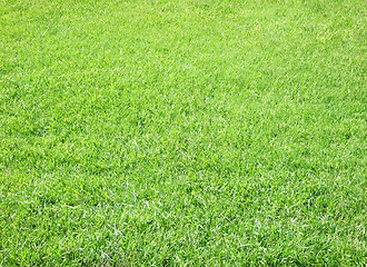 Image showing green grass background