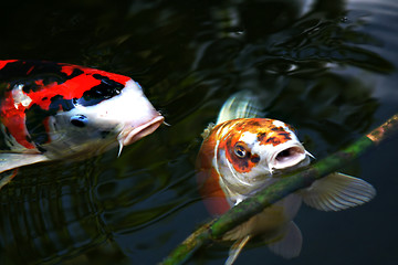 Image showing Koi Carp