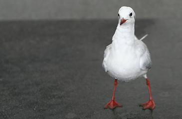 Image showing wet and waiting - funny seagull 