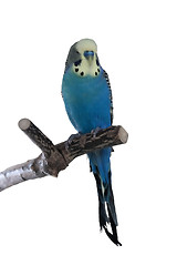 Image showing Blue male budgie sitting on a perch, isolated