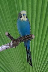 Image showing blue budgie on perch