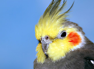 Image showing Cockatiel, male