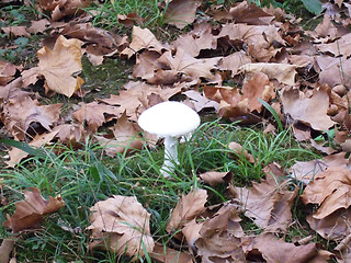 Image showing mushroom