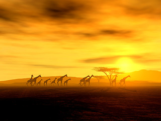 Image showing African Spirit - The Walking Tour of African Giraffes 