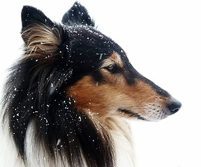 Image showing Collie & Snow