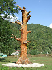 Image showing old tree