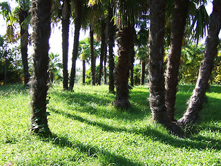 Image showing palm grove