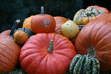 Image showing Some very beautiful colored pumpkins