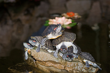 Image showing Turtles on the stone in water