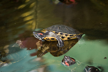 Image showing Turtles on the stone in water